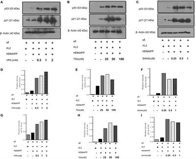 Checkpoint Blockade Rescues the Repressive Effect of Histone Deacetylases Inhibitors on γδ T Cell Function